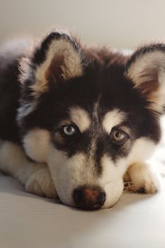 Siberian Husky image image_2