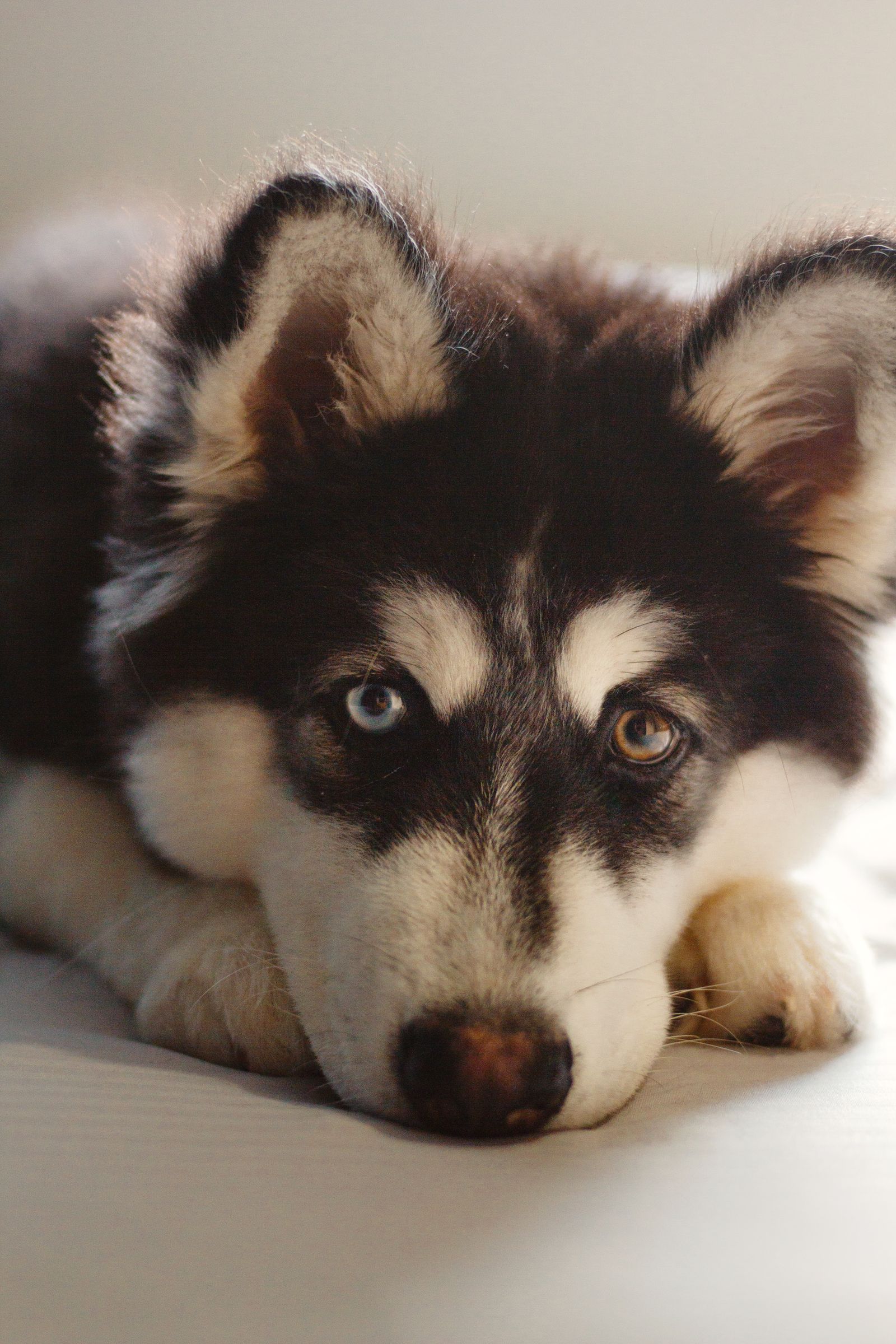 Husky puppy lying down and looking up