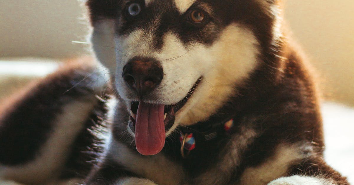 How to draw a Siberian husky face