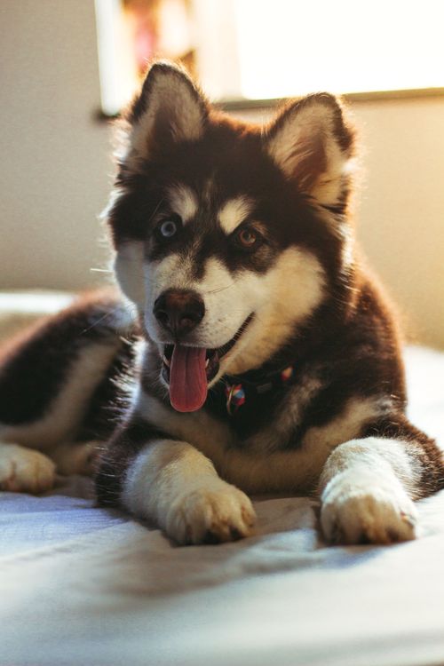 Free Charming Siberian Husky relaxing indoors with its tongue out, showcasing its fluffy fur and unique eyes. Stock Photo