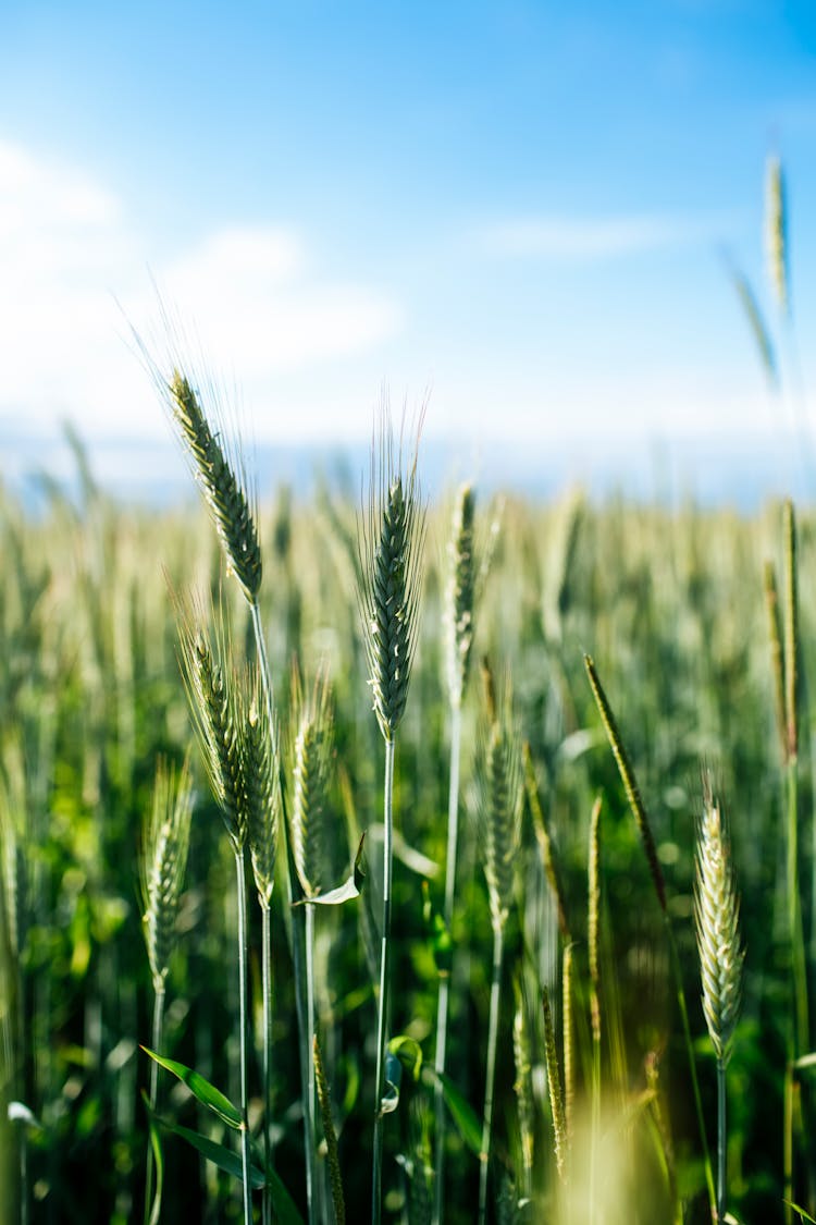 Green Wheat Spikes