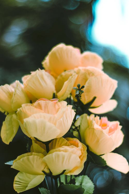 Free Close-up of delicate yellow artificial flowers with soft, dreamy lighting. Stock Photo