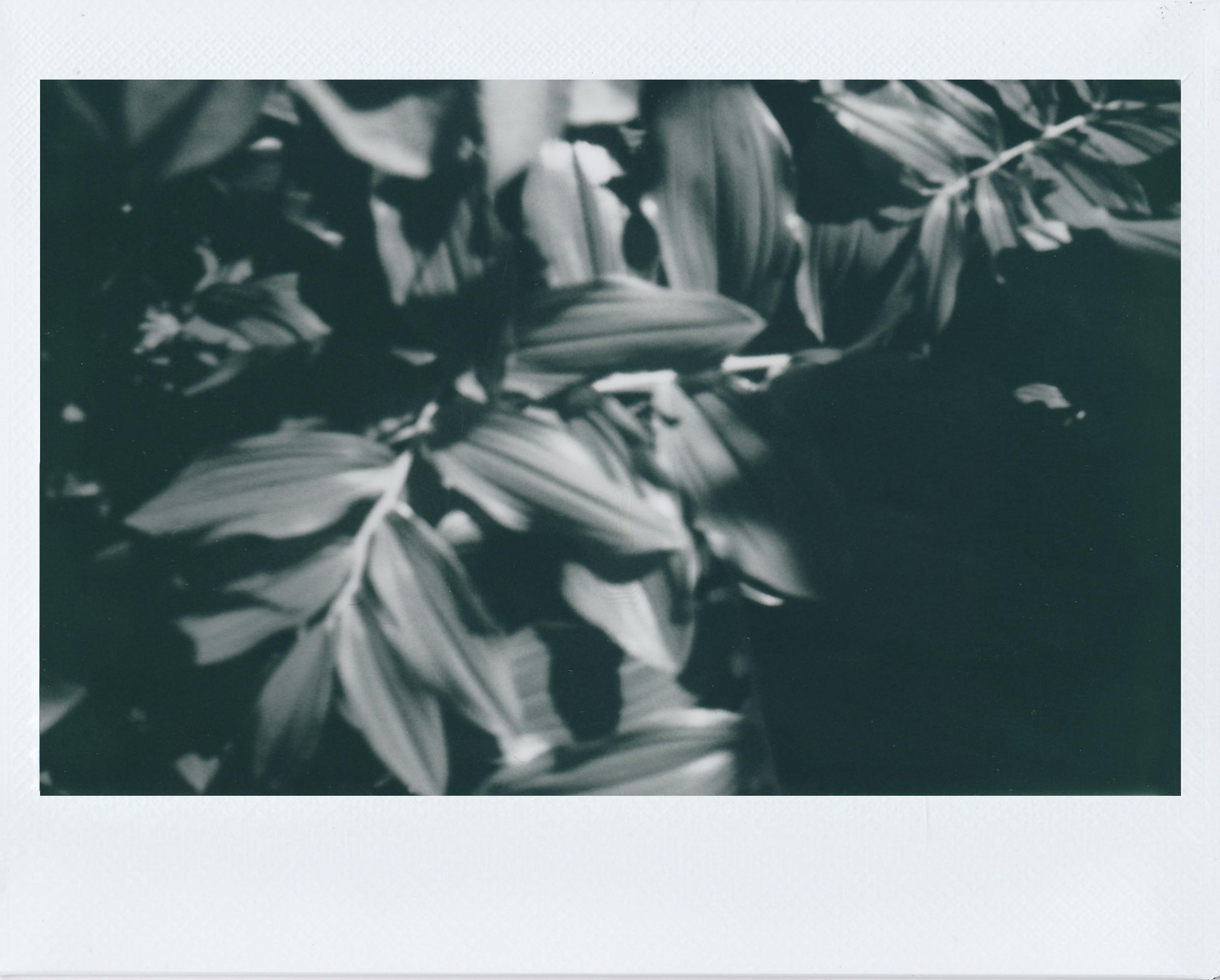 Artistic black and white photo of leaves creating abstract patterns.