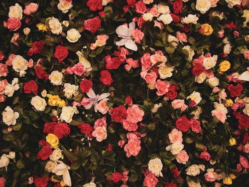 Free A vivid display of colorful roses and butterflies captured from above. Stock Photo