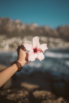 一个人手拿粉红色芙蓉花，背景是美丽的海景