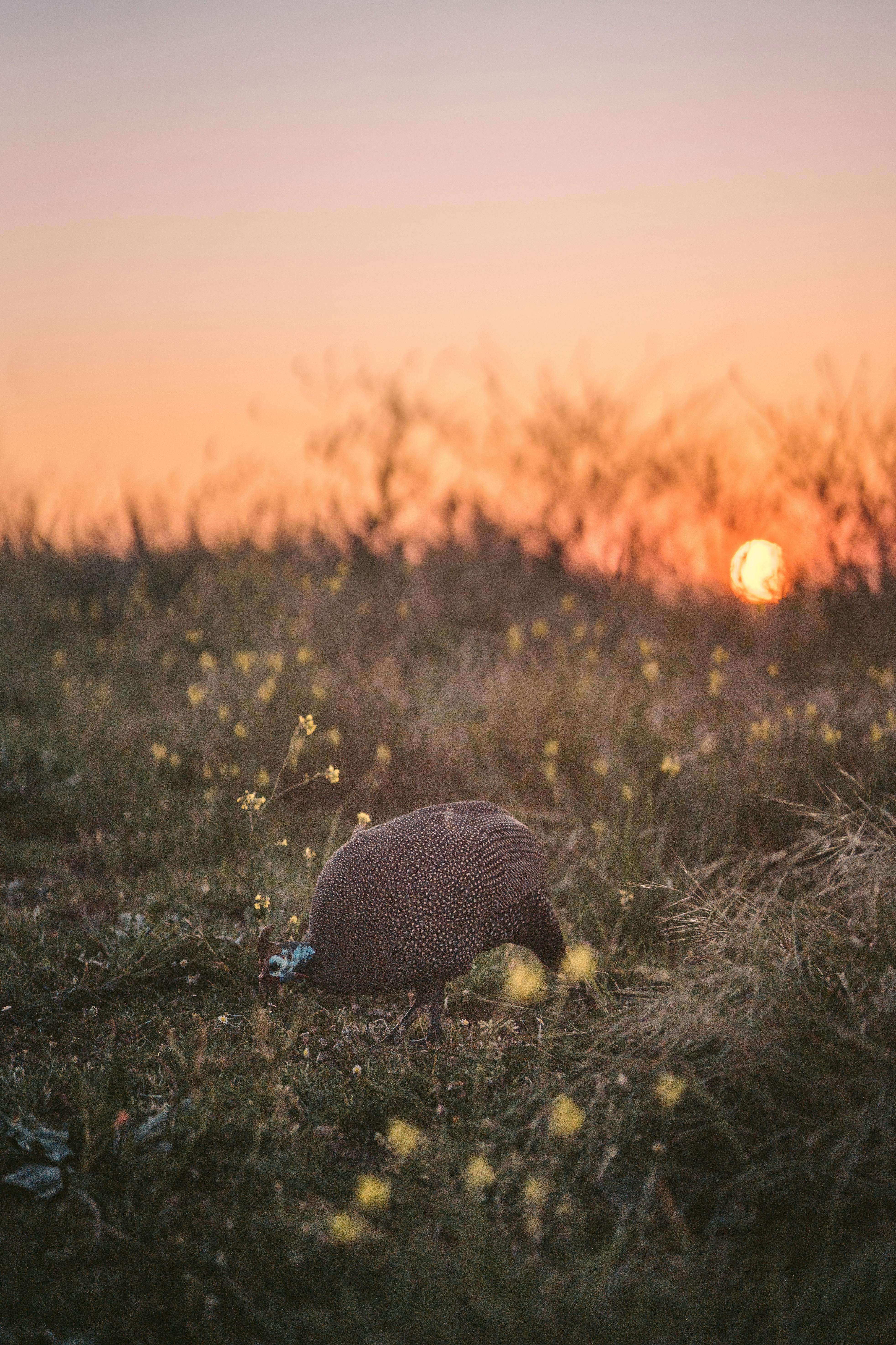 Guinea Fowl