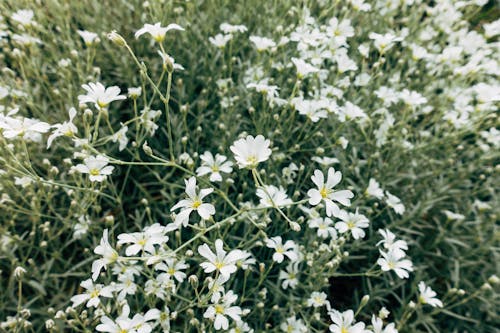 Fotobanka s bezplatnými fotkami na tému biele kvety, kvetinová fotografia, záhrada