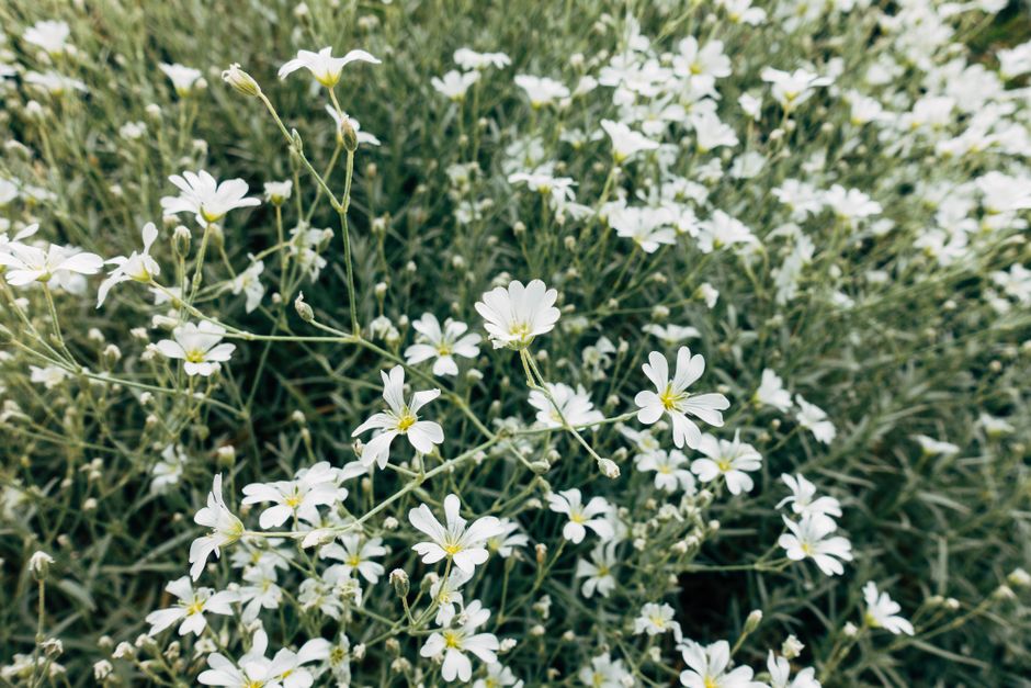 Close-up of small white flowers blooming in a lush green garden setting.
