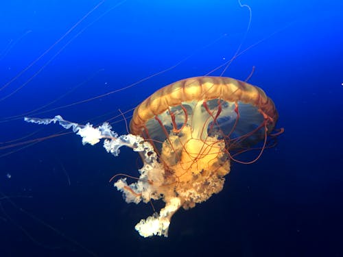 Close Up Photo of A Jellyfish Underwater