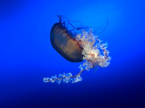 Brown Jellyfish in Blue Water