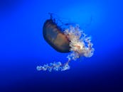 在深蓝色的水生环境中，特写镜头捕捉着水母与它流动的触角