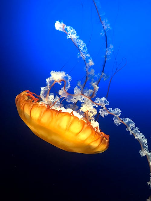 Orange Jellyfish in Blue Water