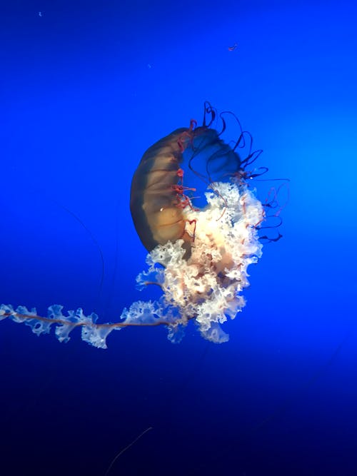 Brown Jellyfish Under Blue Water