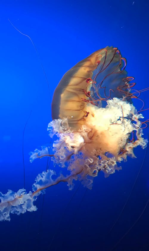 White and Brown Jellyfish Under Blue Water