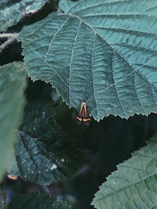 From above of moth sitting on plant among lush greenery growing in garden