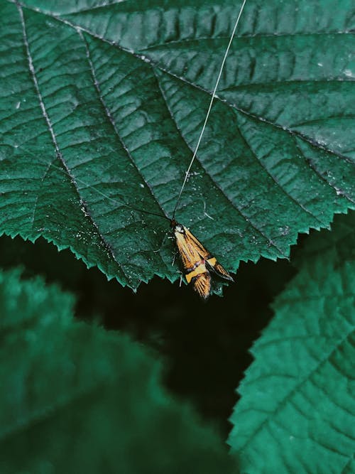 Tiny butterfly with long antennae on  leaf