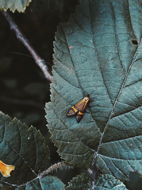 Gratis lagerfoto af antenne, biologi, blad