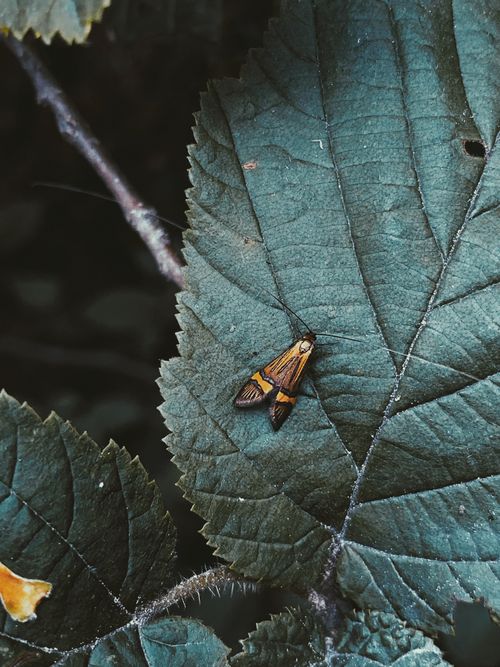 Free Top view of small yellow barred longhorn butterfly on green leaf of plant growing in forest Stock Photo