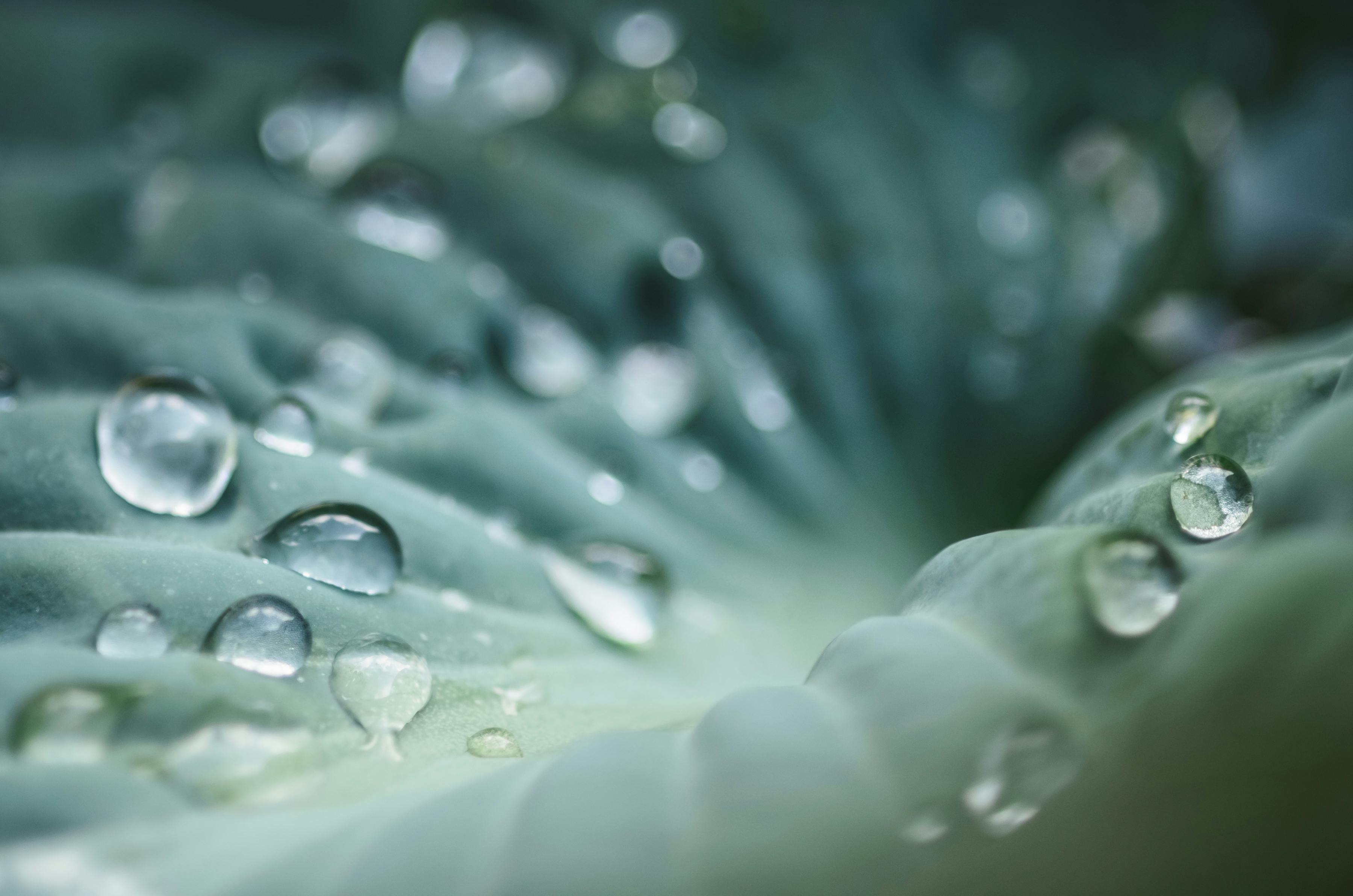 100+ Best Humidity Photos · 100 Free Download · Pexels Stock Photos