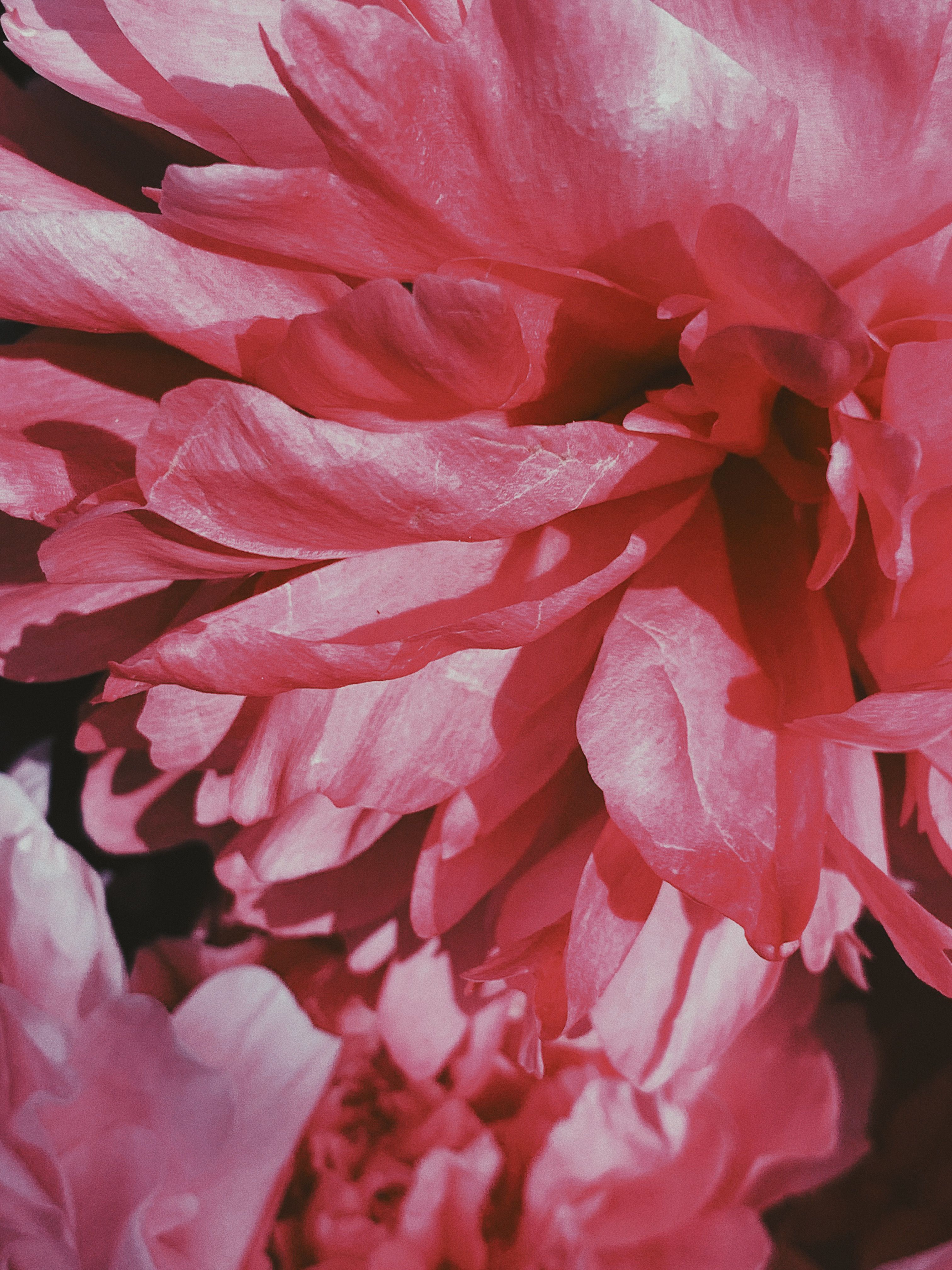 Decorative pink peonies blooming in summer garden · Free Stock Photo
