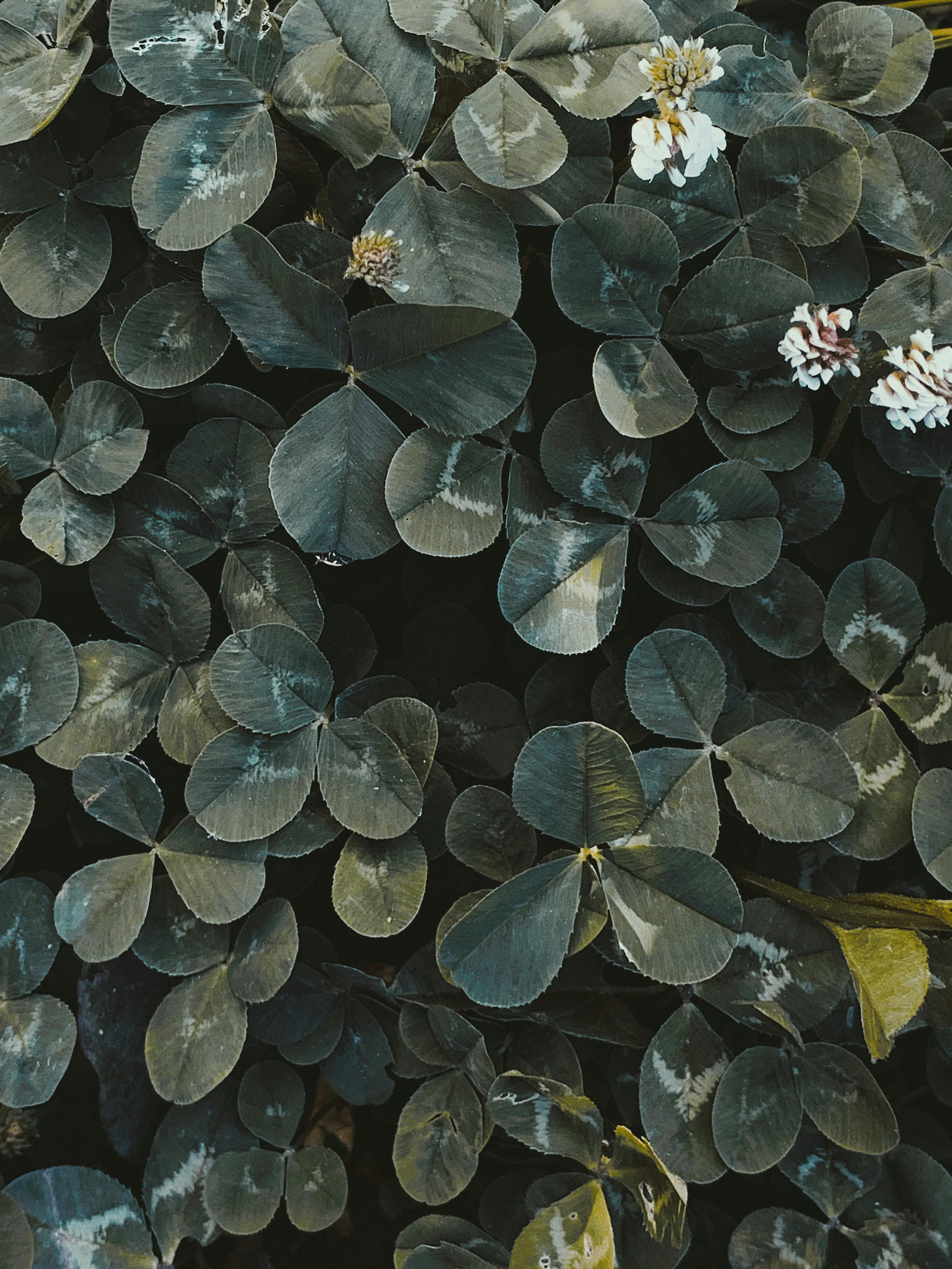 Lush green plant with small white flowers \u00b7 Free Stock Photo