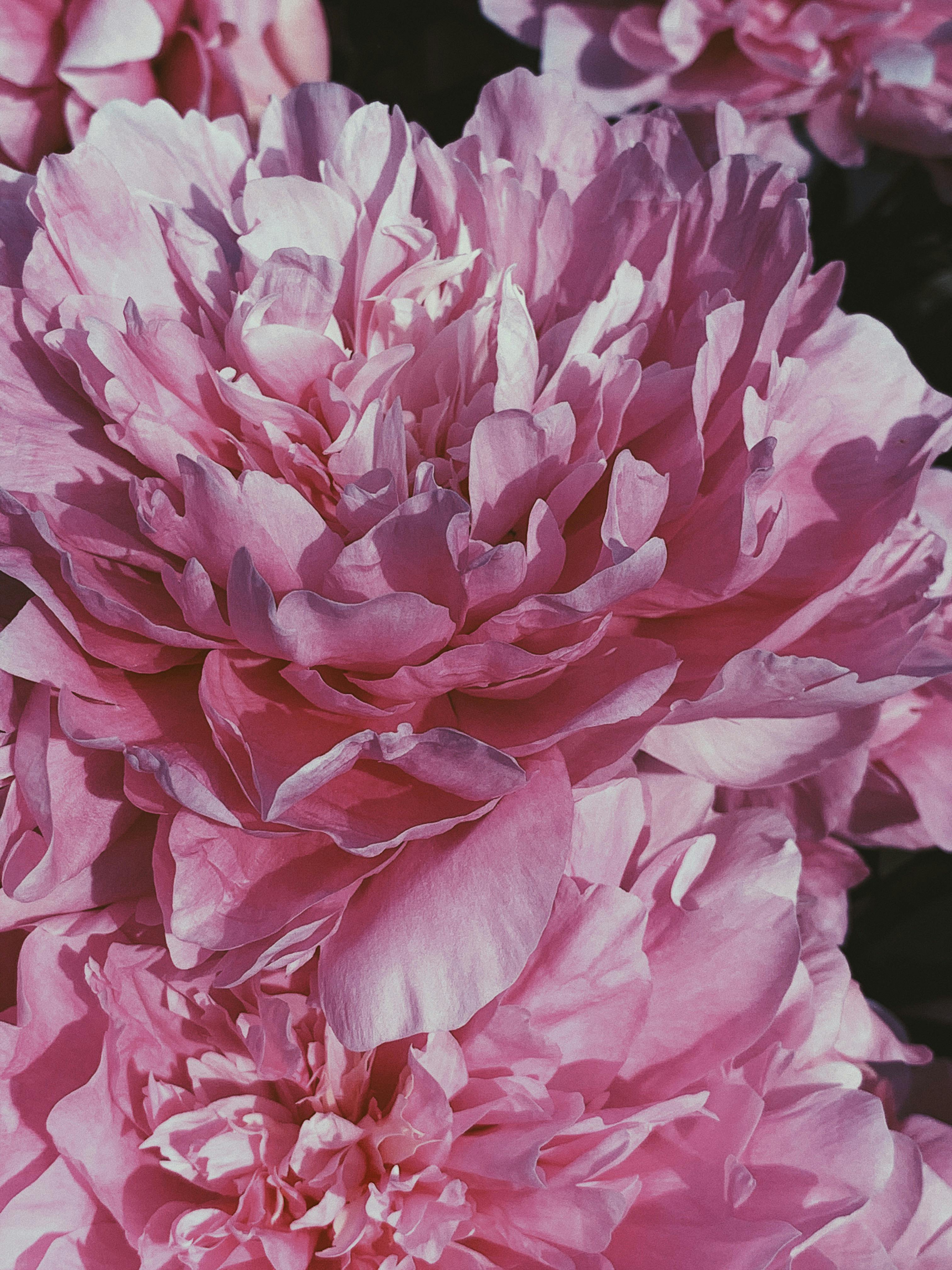 High angle vivid pink peony flowers with soft petals cultivated in sunny summer garden