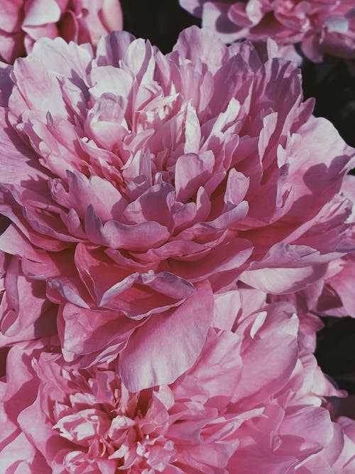 Blossoming pink peony flowers in lush courtyard