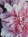 Top view closeup delicate pink peony flower with lavishing scented blooms growing in fragrant sunny garden