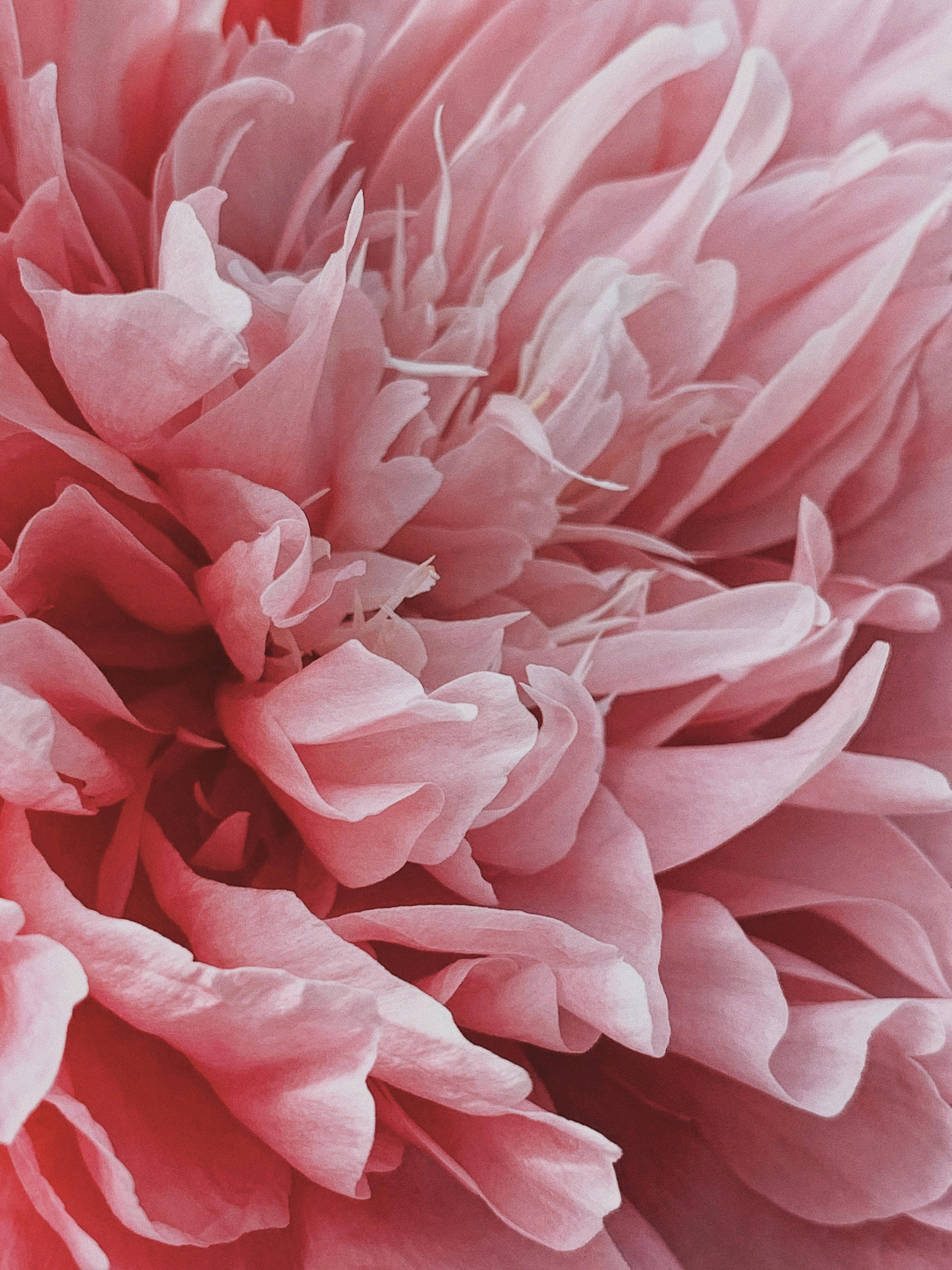 High angle macro bud of gentle pink peony  with delicate floral scent growing in summer courtyard
