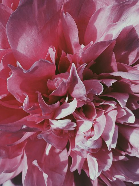 Top view closeup wonderful vivid peony flower with tender pink petals and pleasant floral scent blossoming in lush sunny garden