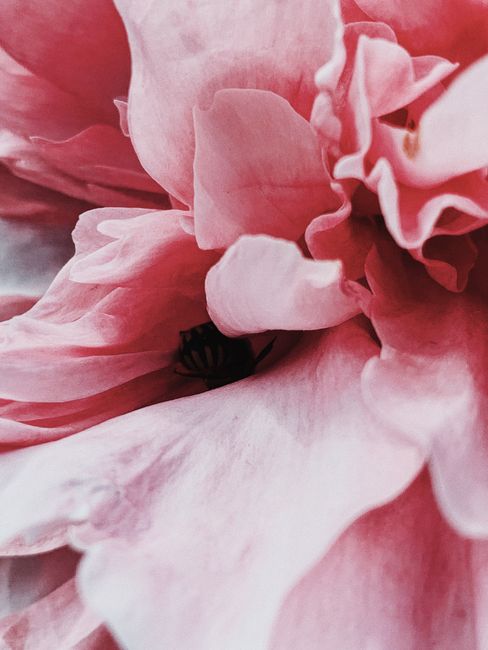 Top view macro shot of delicate soft peony flower petals of light pink color blossoming in garden