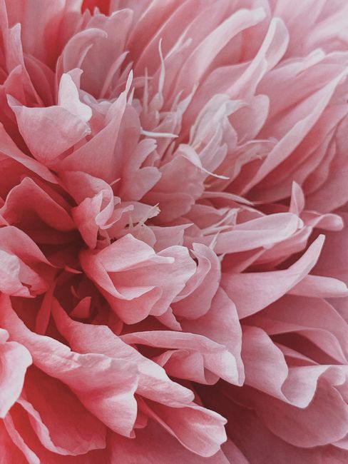 Closeup of vivid blossoming peony flower with gentle rose petals and bright aroma in daylight