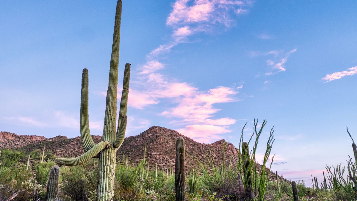 Tucson, AZ Free Samples Near Me: Where to Find Legit Deals