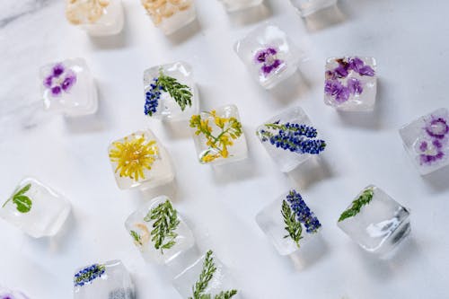 Gratis stockfoto met bevroren, blauwig, bloemen