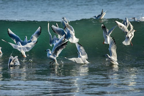 Základová fotografie zdarma na téma Cornwall, létající ptáci, malé racky