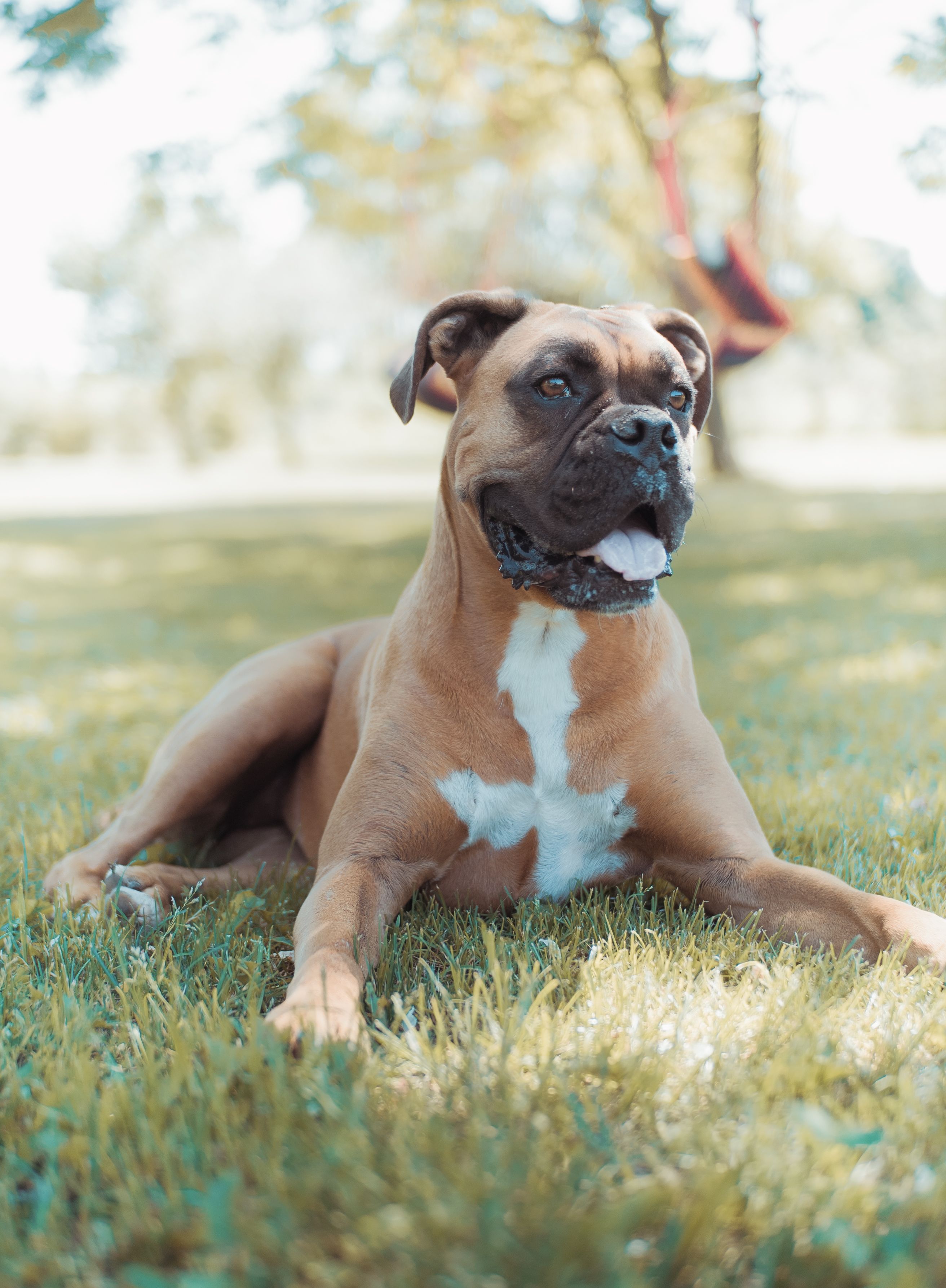 A purebred boxer dog lounging on grass in a sunny park setting.