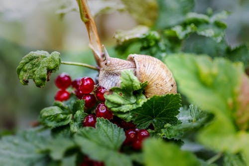 Free stock photo of animal, forest, garden