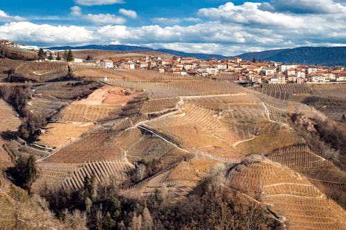 Free stock photo of grape, italy, landscape