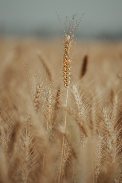 A Brown Wheat on Long Stem