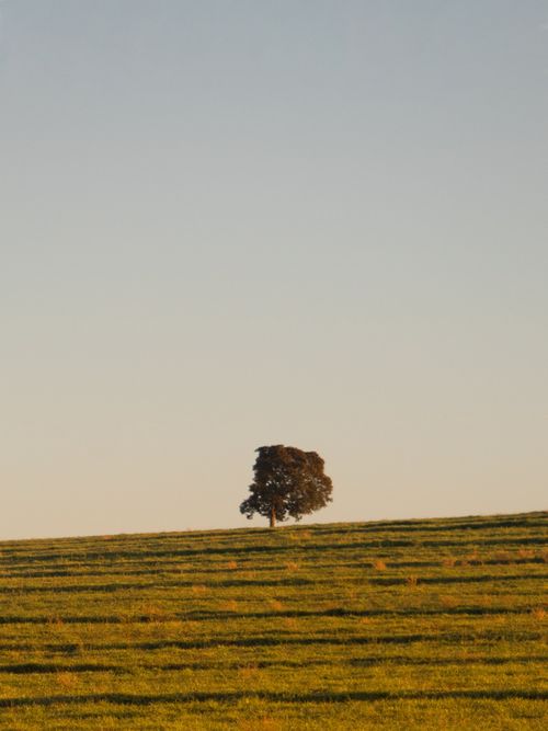 Free Picturesque scenery of lonely distant tree with lush foliage growing on grassy meadow against cloudless sky in summer day in countryside Stock Photo