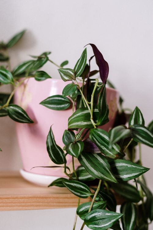 Free Vibrant Tradescantia plant in a pastel pink pot on a wooden shelf indoors. Stock Photo