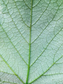 Close-up of a green leaf highlighting its intricate veins and texture, emphasizing natural patterns.