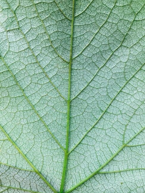 Close-up of a green leaf highlighting its intricate veins and texture, emphasizing natural patterns.