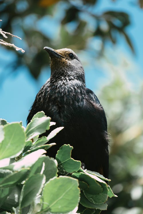 Free stock photo of background, bird, black bird