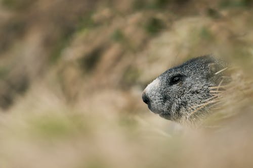 Foto d'estoc gratuïta de fotografia de la vida salvatge, Itàlia, marmota