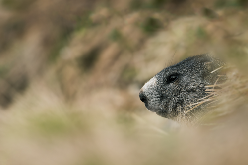 Free A close-up of a marmot peeking through grass in the wilds of Italy, showcasing natural wildlife habitat. Stock Photo