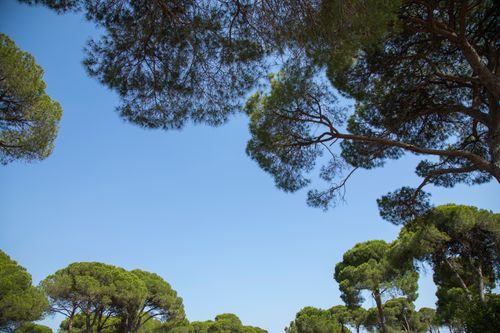 Free Serene view of a clear blue sky framed by lush pine tree branches. Stock Photo