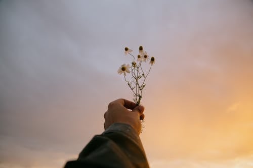 Free Person holding blooming flowers against cloudy sunset sky Stock Photo