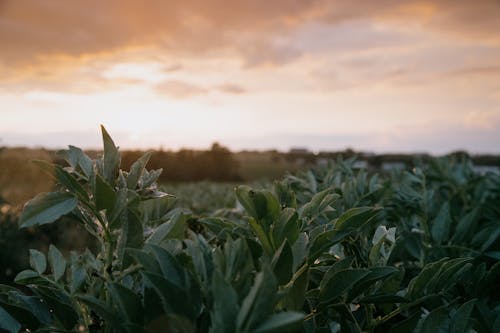 Green leaves of plant branches growing in agricultural plantation in farmland in countryside at sunset