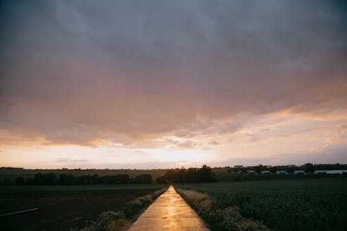 Long walkway going through grassy agricultural plantation planted with crops in village at sunset